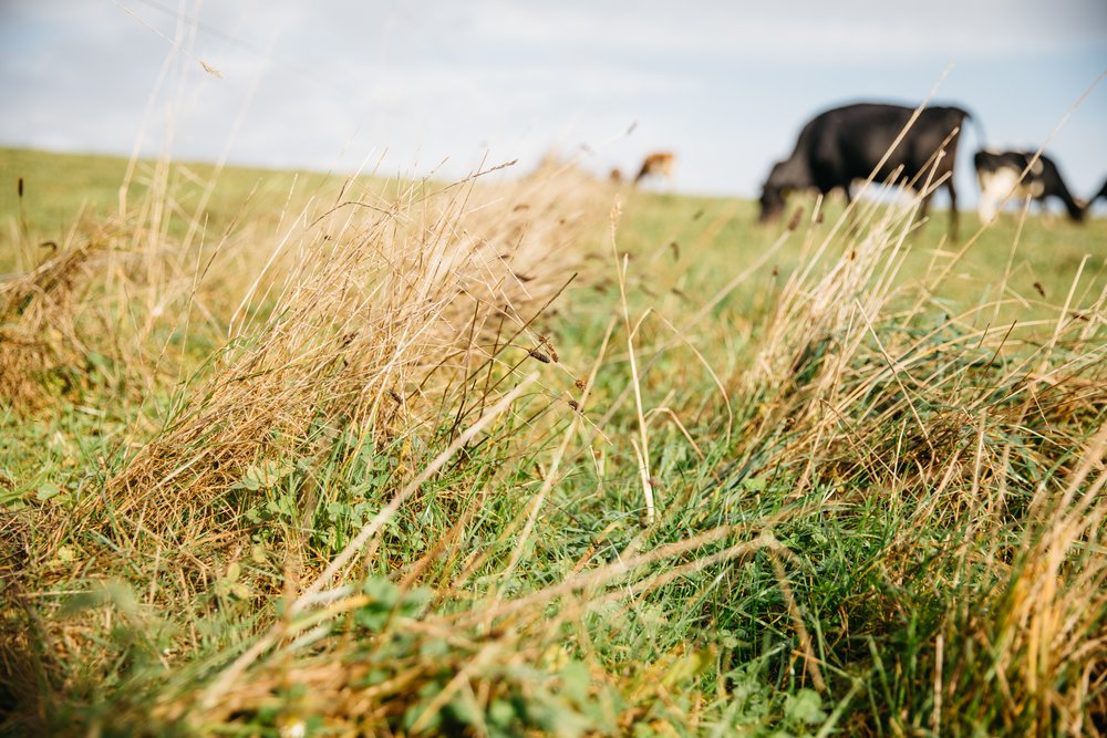 A cow grazes out of focus in the distance with long grasses in the foreground