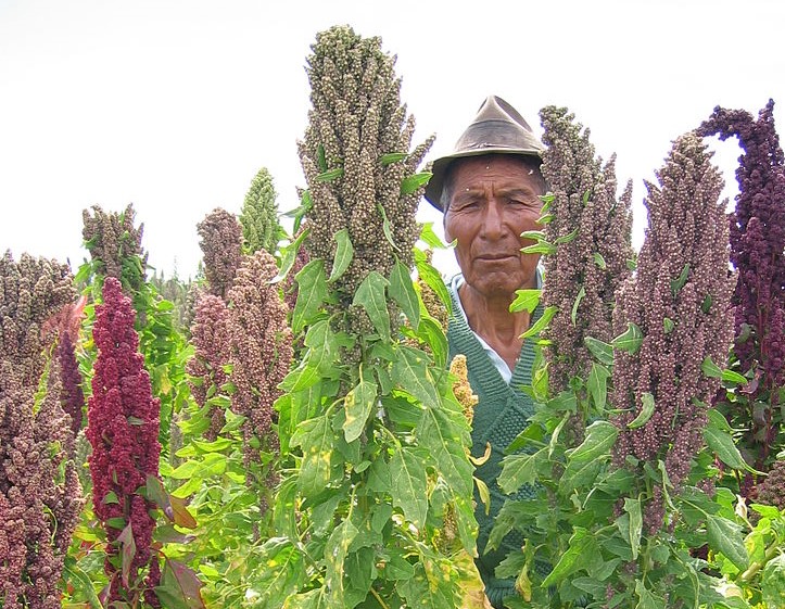 Image: Michael Hermann and Crops for the Future, Quinoa farmer in Cachilaya, Wikimedia Commons, Creative Commons Attribution-Share Alike 3.0 Unported
