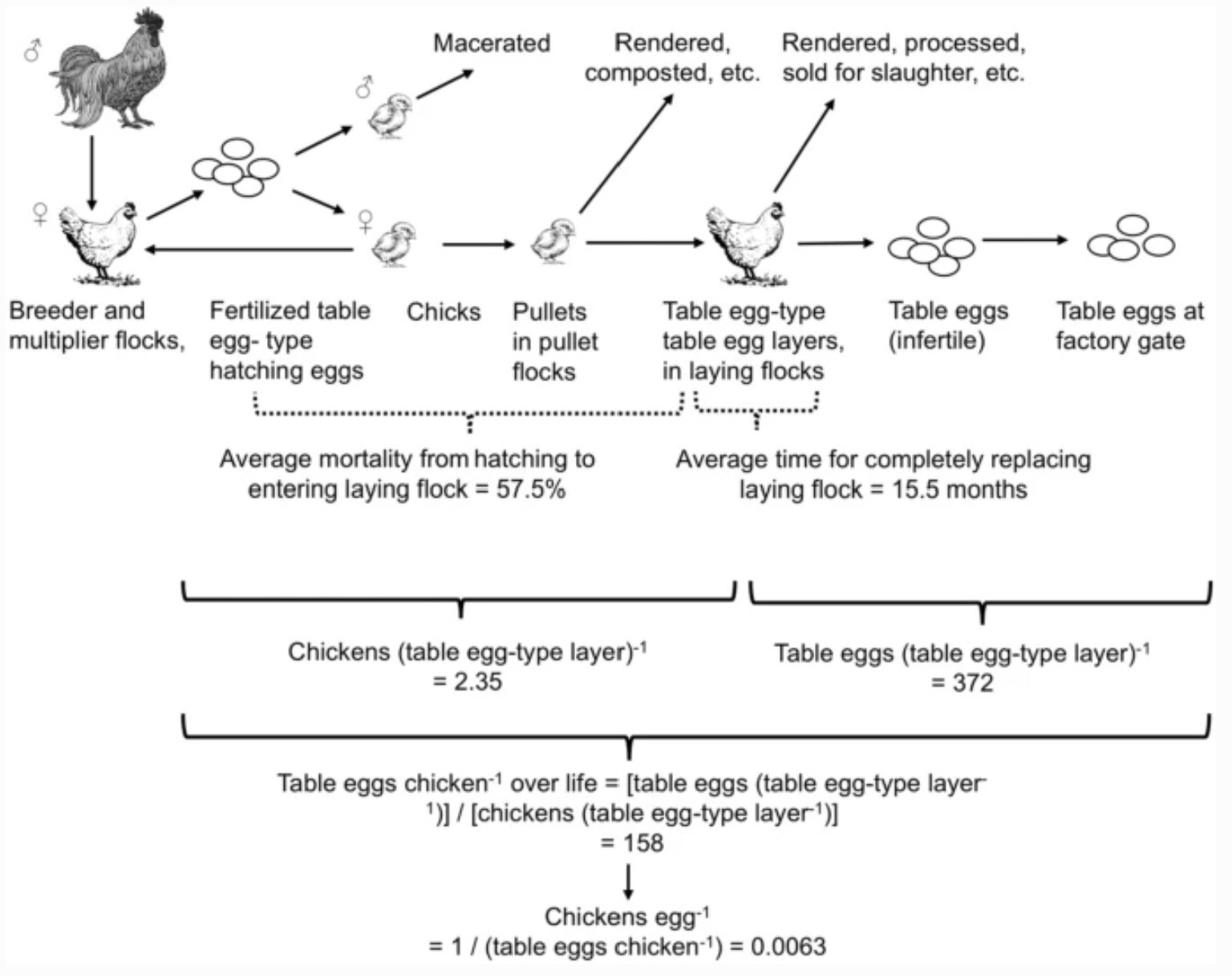 Image: Figure 1, Cleveland et al. Life cycle of table egg-type chickens, and chicken lives per egg, in the U.S. egg production industry.