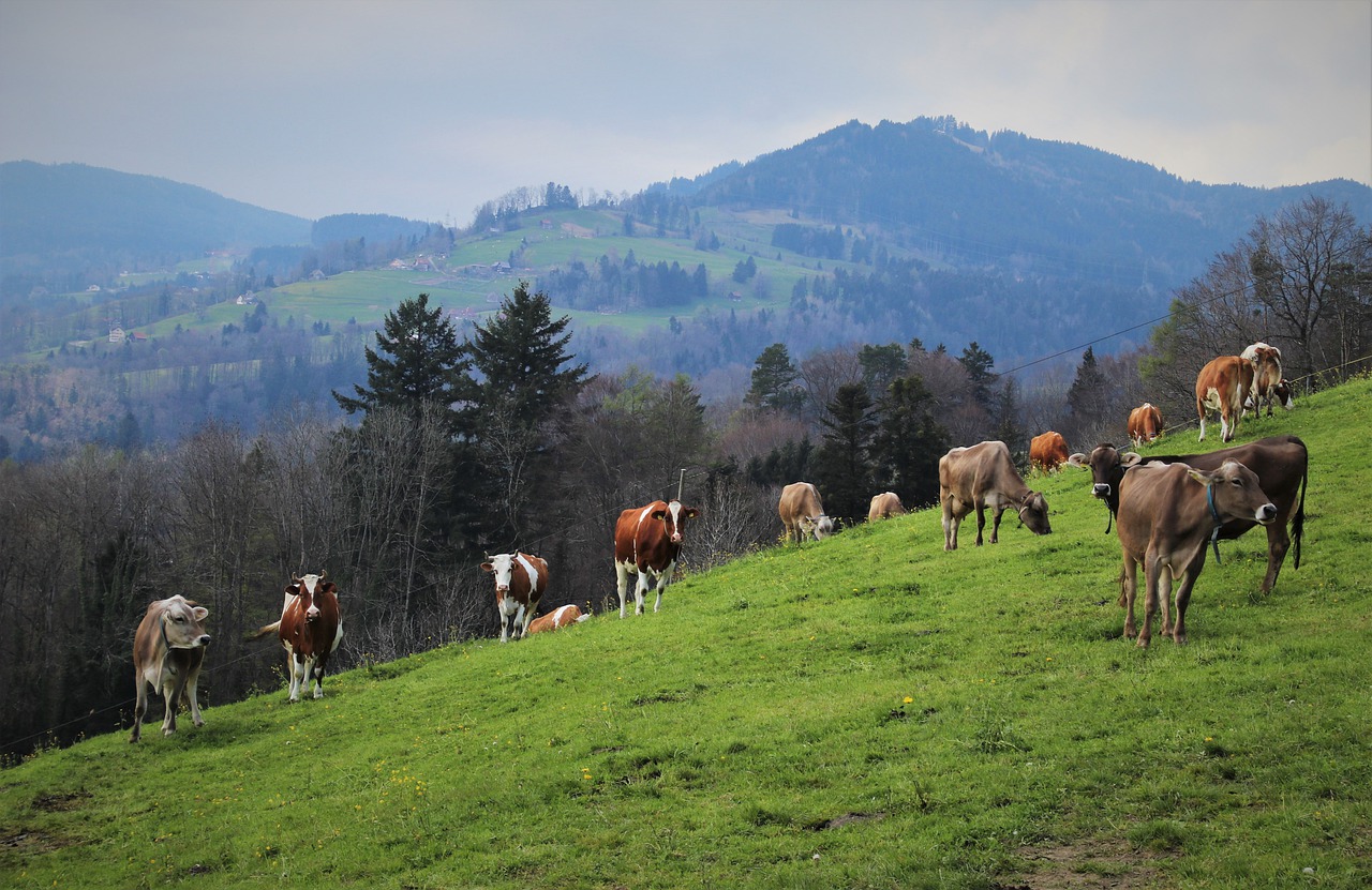 Image: pasja1000, Cattle Herd Grazing, Pixabay, Pixabay Licence