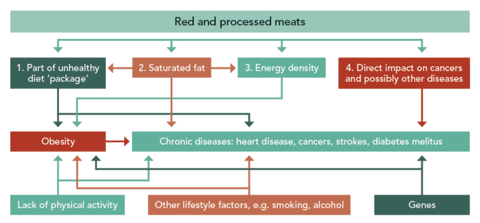 Figure 3: Biological pathways linking the consumption of red and processed meats to health impacts.