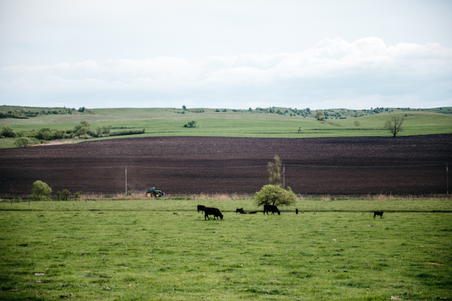  A photo of a Romanian agricultural landscape with traditional meadows in the background, recently ploughed land in the midground, and angus beef cattle grazing on reseeded grass mix in the foreground.