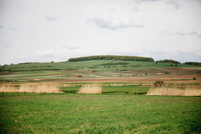 A photo of a Romanian agricultural landscape with green fields and trees on a far hilltop.