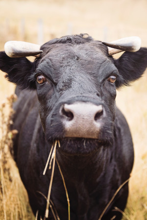 A portrait-style photograph of a black cow chewing grass.
