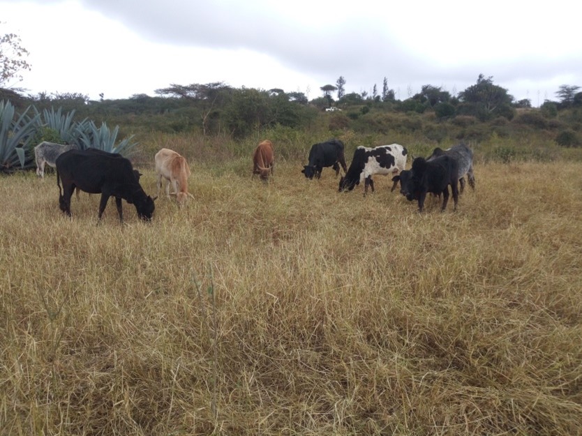 Cattle grazing in a pastoral family pasture reserve during dry season in semi-arid Tanzania – good practice (Photo credit – DD Maleko)