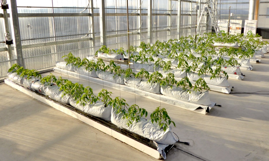 Rooftop integrated greenhouse located in the Institute of Environmental Science and Technology (ICTA-UAB) located at the Autonomous University of Barcelona