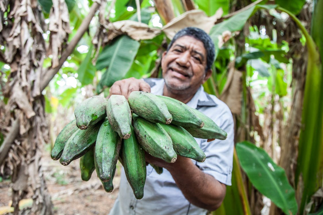 Man in White Button Up Shirt Holding Green Bananas, Sucre, Colombia. Image credits: FRANK MERIÑO, Pexels, Pexels Licence.