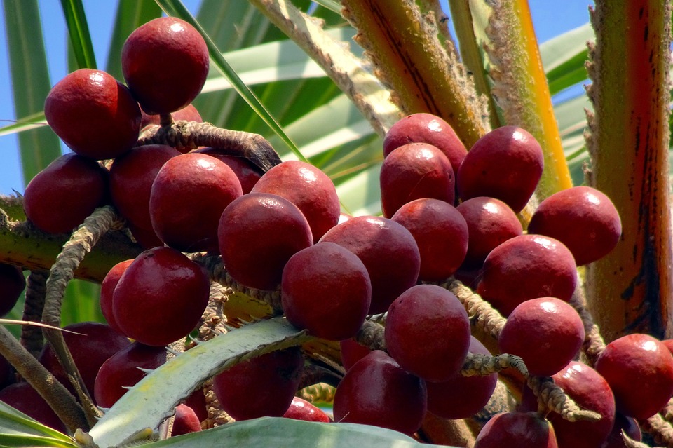 Fruit of Hyphaene thebaica (doum palm). Image credit: sarangib, Palm fruit, Pixabay, Pixabay Licence.