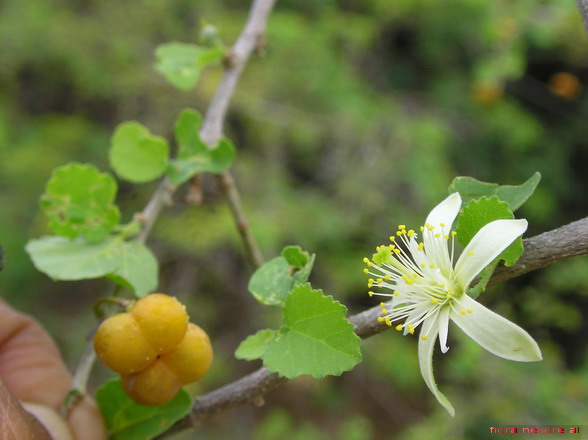 Fruit and flower of Grewia tenax (also known as godeim in Sudan). Image credit: Lalithamba, Grewia_tenax_(Forssk.)Fiori, Wikimedia Commons, Creative Commons — Attribution 2.0 Generic — CC BY 2.0.