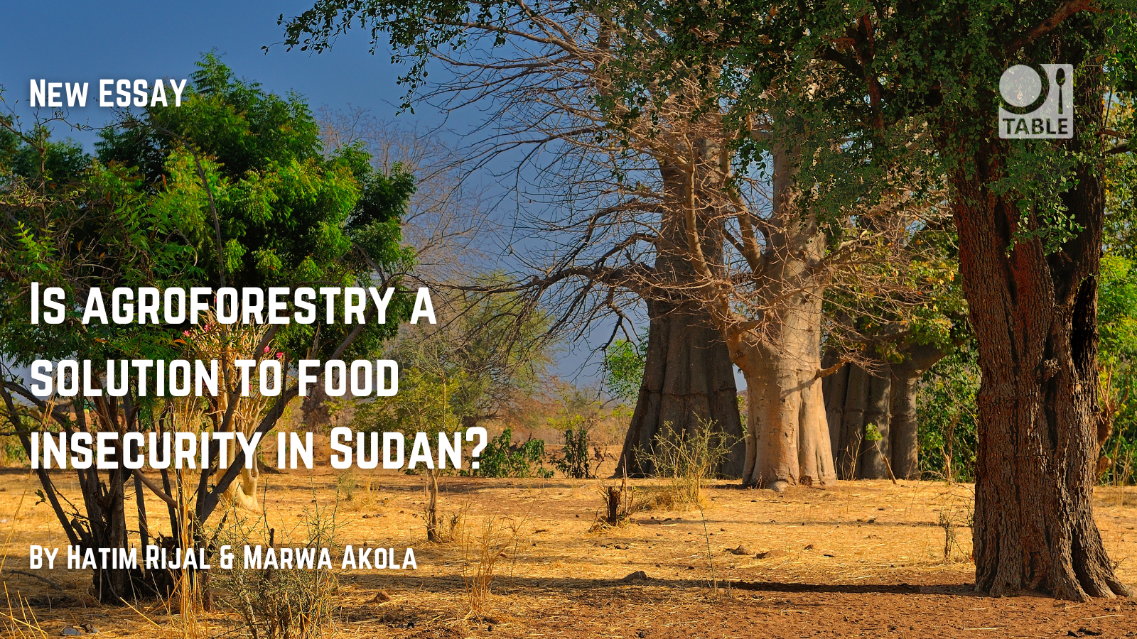 A new essay on the TABLE website titled "Is agroforestry a solution to food insecurity in Sudan?" by Hatim Rijal and Marwa Akola. The background image is a stand of trees in Sudan.