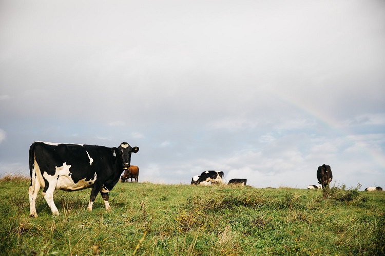 Cows graze in a field in Dorset, UK. Photo by Alexander Turner.