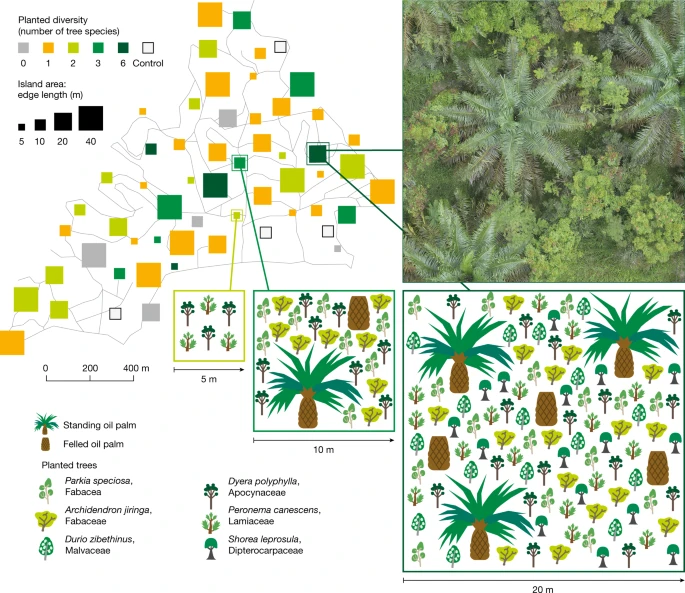 Figure 1, Zemp et al., 2023. Experimental design that tests the ecological restoration outcomes of tree island establishment in oil palm-dominated landscapes. Tree islands vary in area (25–1,600 m2) and planted tree diversity (none to six species), with a total of 52 tree islands established in an industrial oil palm plantation in Sumatra, Indonesia. Control plots represent conventionally managed oil palm monocultures. Note that the islands in the map are not at scale.