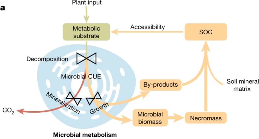 Microbial CUE figure showing portioning of carbon to co2 or necromass and metabolic by-products stored in soil