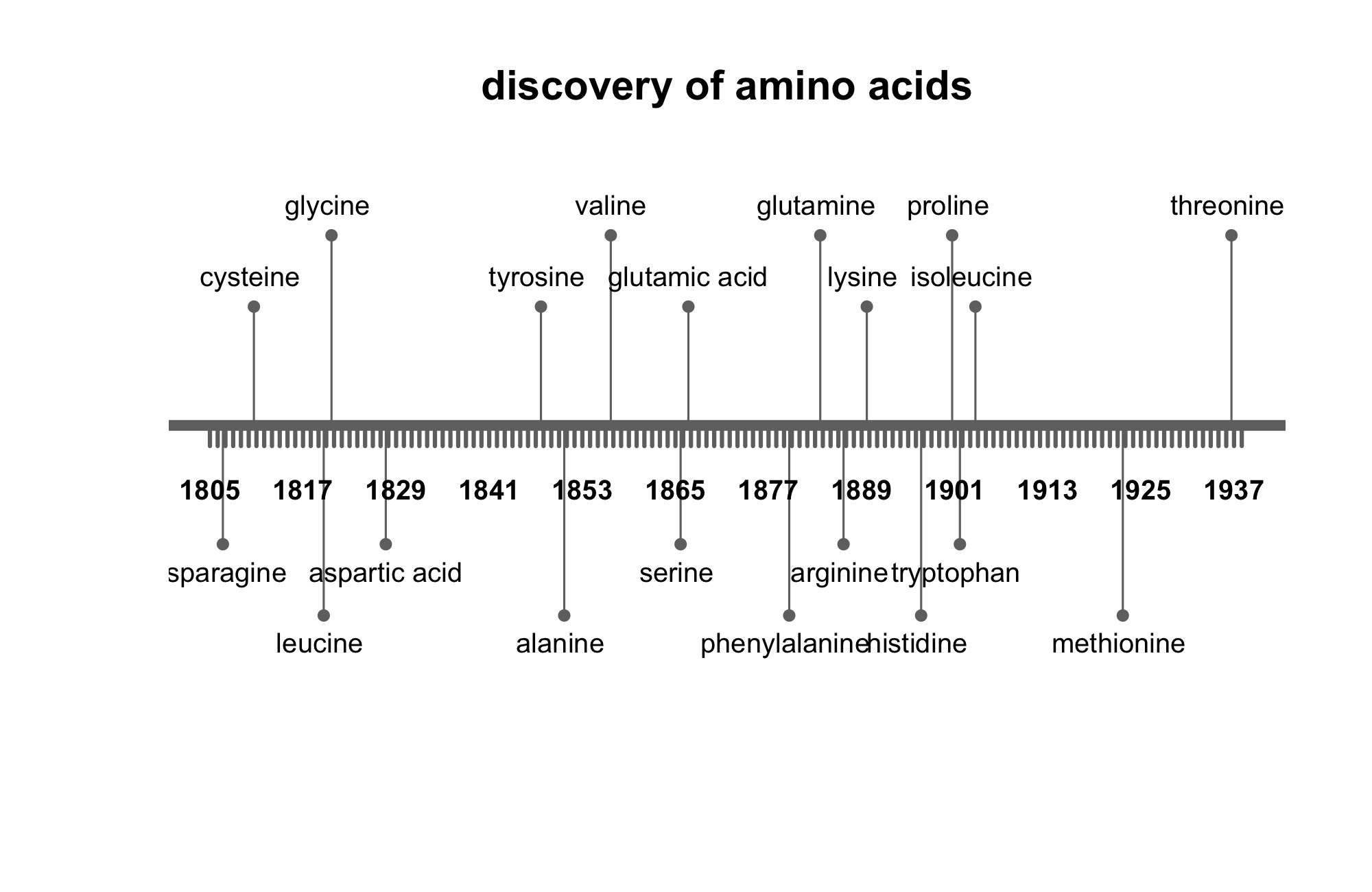 Timeline of discovery of amino acids from asparagine in 1805 to threonine in 1937