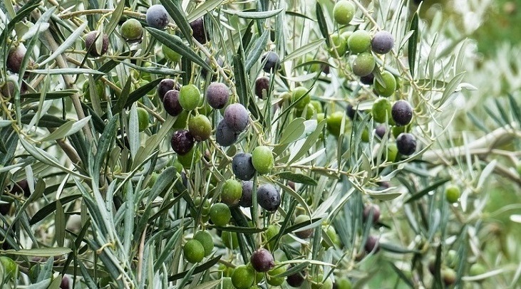 Image of green olives by Karl Oss Von Eeja via Pixabay