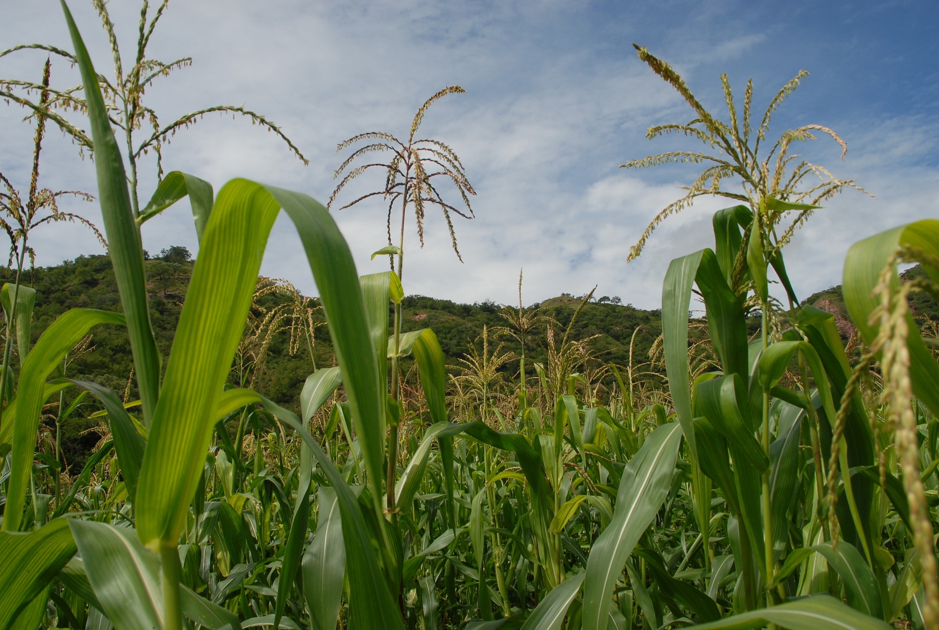 Staring through cornstalks at a green hillside in the distance. Photo by Alvaro González via Pixabay.