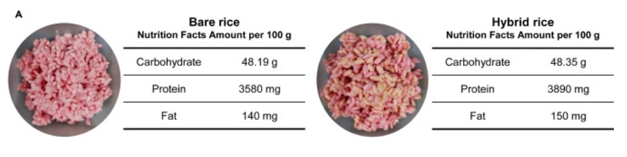 Figure 2: Nutritional value of hybrid rice compared to steamed rice showing small increases carbohydrates, protein and fat contents.