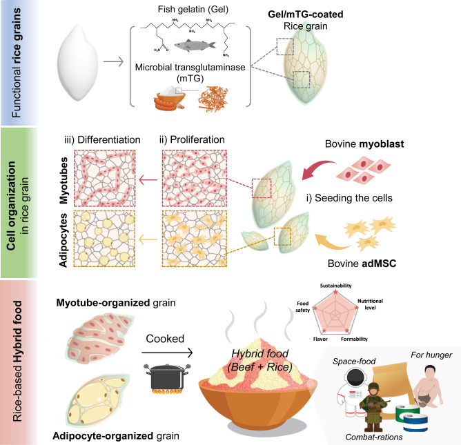 Figure 1: A diagram of the process to synthesis the hybrid rice-based meat using bovine cells and fish gelatin coated rice scaffolds