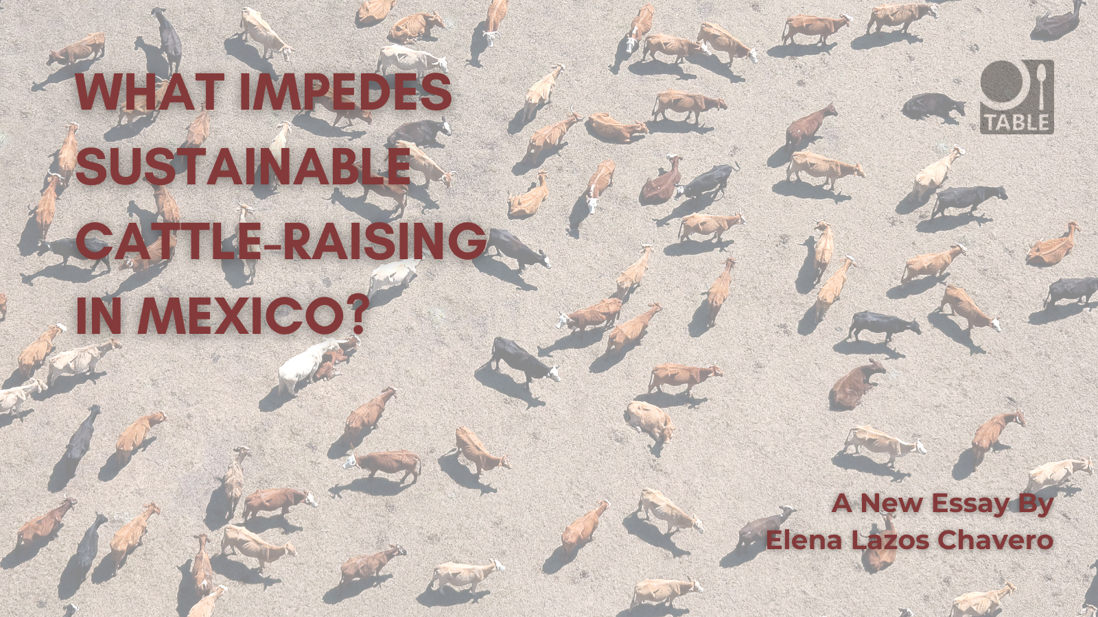 A flyer for the essay by Elena Lazos Chavero on sustainable cattle-raising in Mexico.