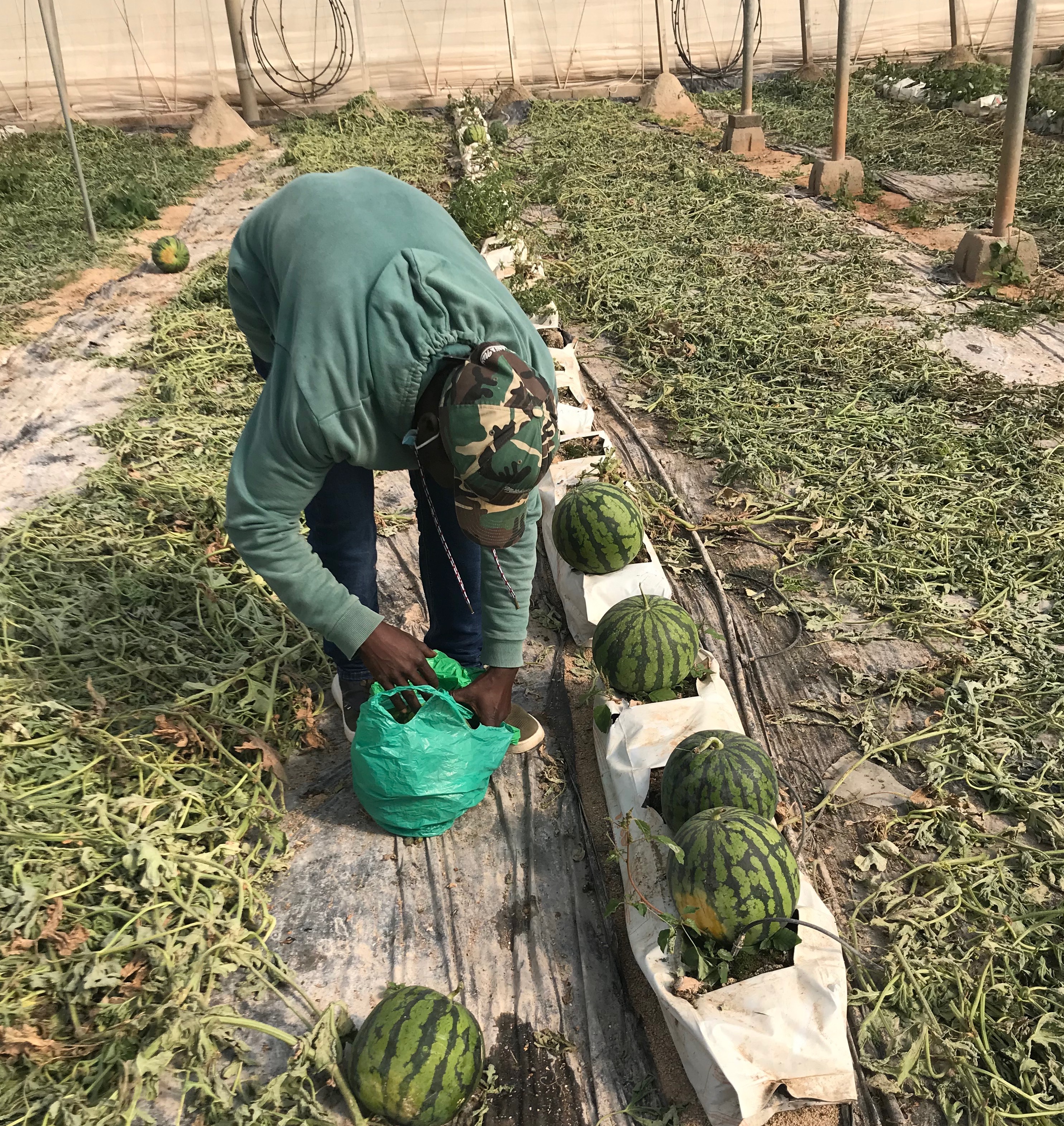 Worker harvesting a watermelon