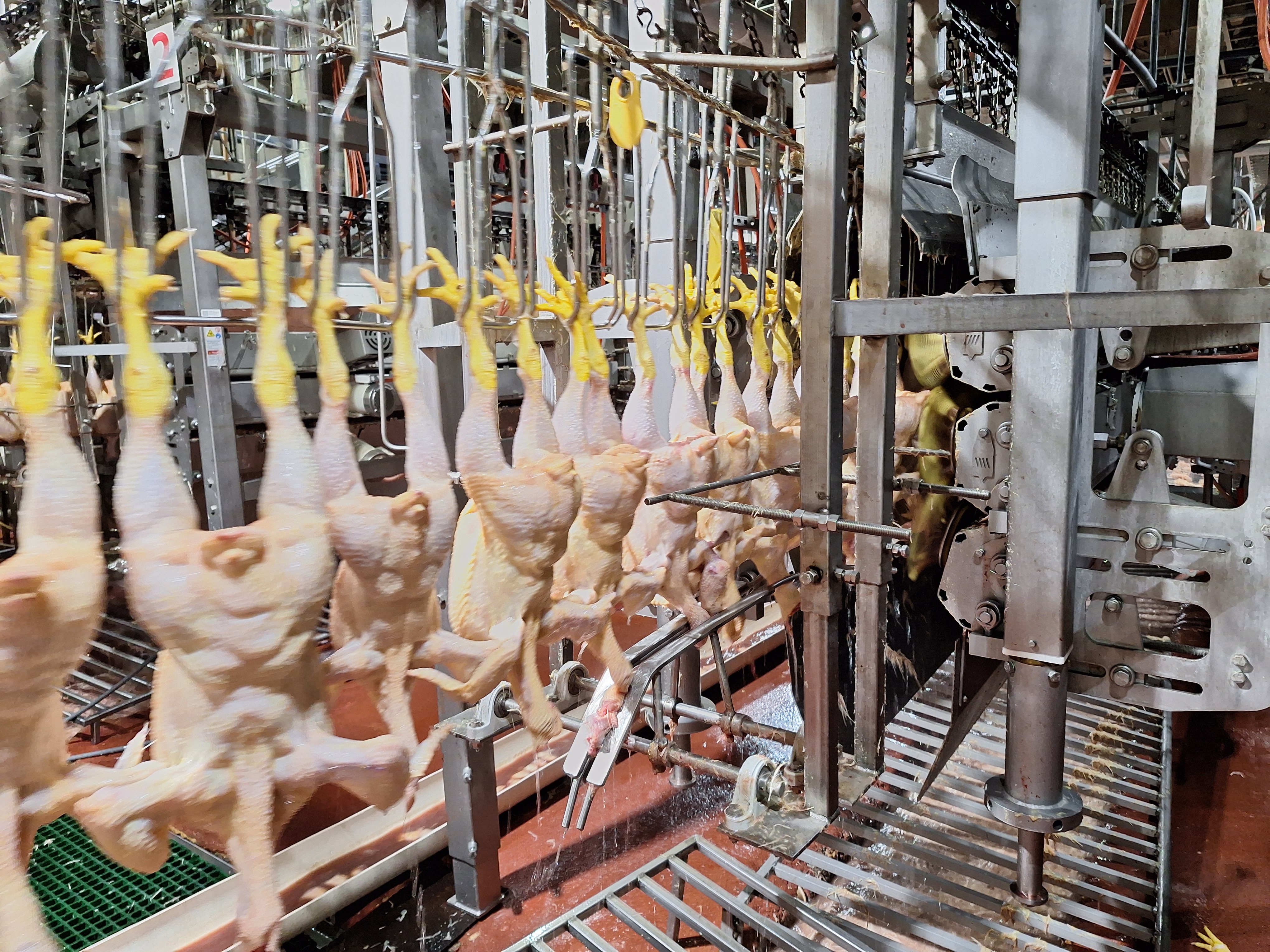 Chicken disassembly line featuring plucked chickens hanging ready for processing, photo Martin Aucoin