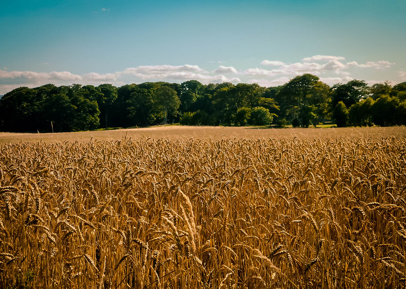 Field of wheat in UK