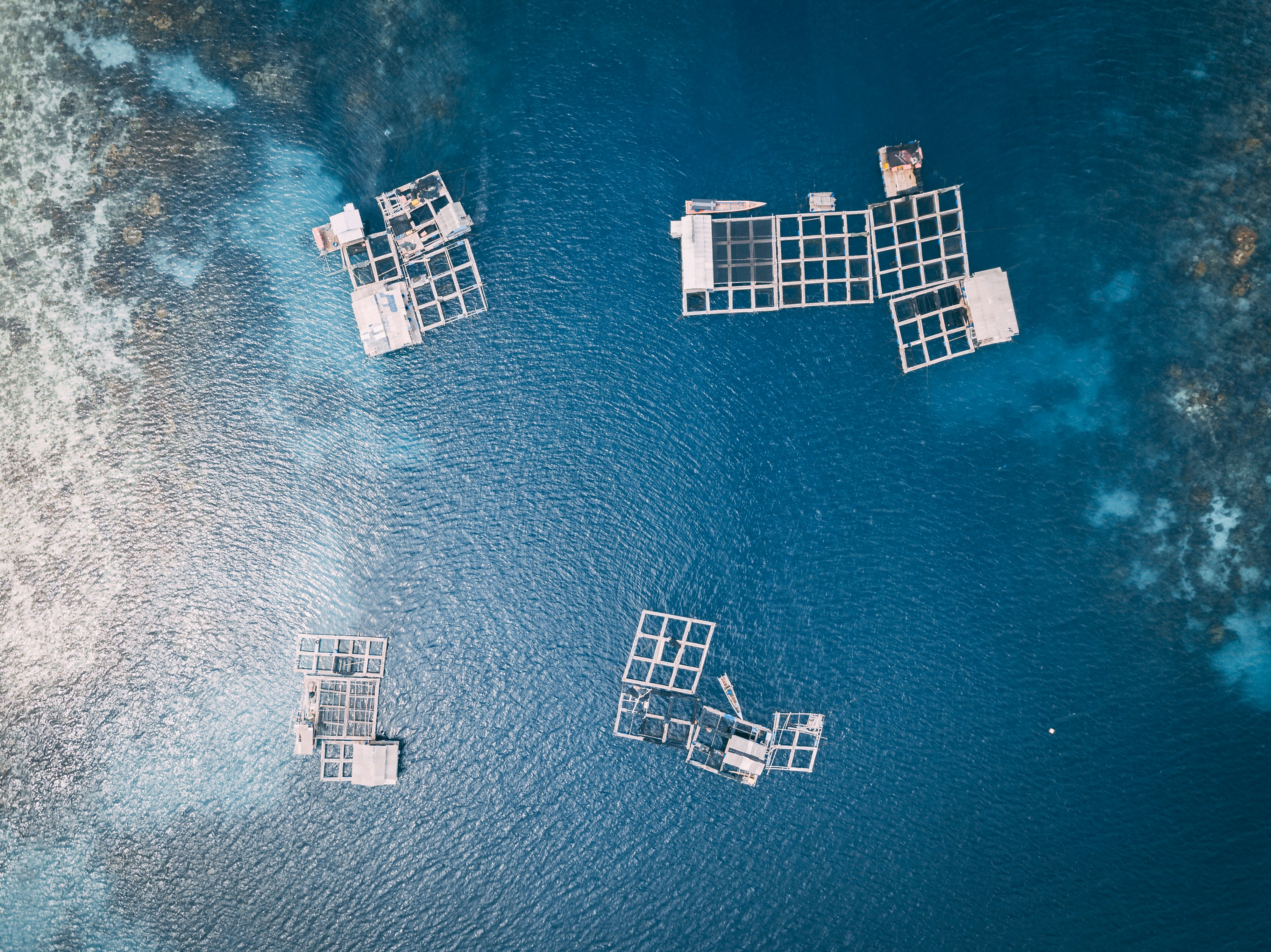Aerial view of fish cages in a body of water. Photo by Hanson Lu via Unsplash.