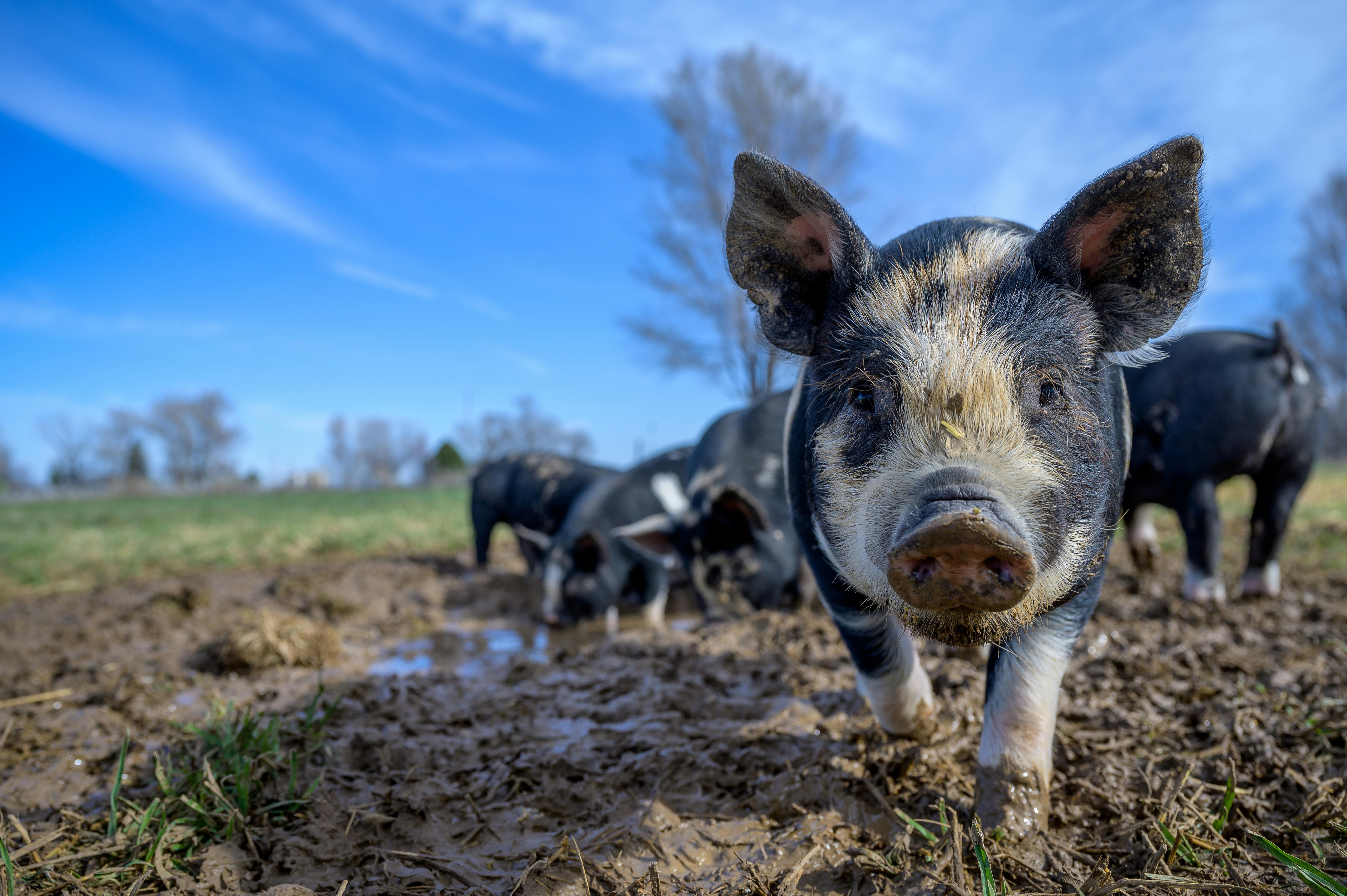 Photo of a pig outside