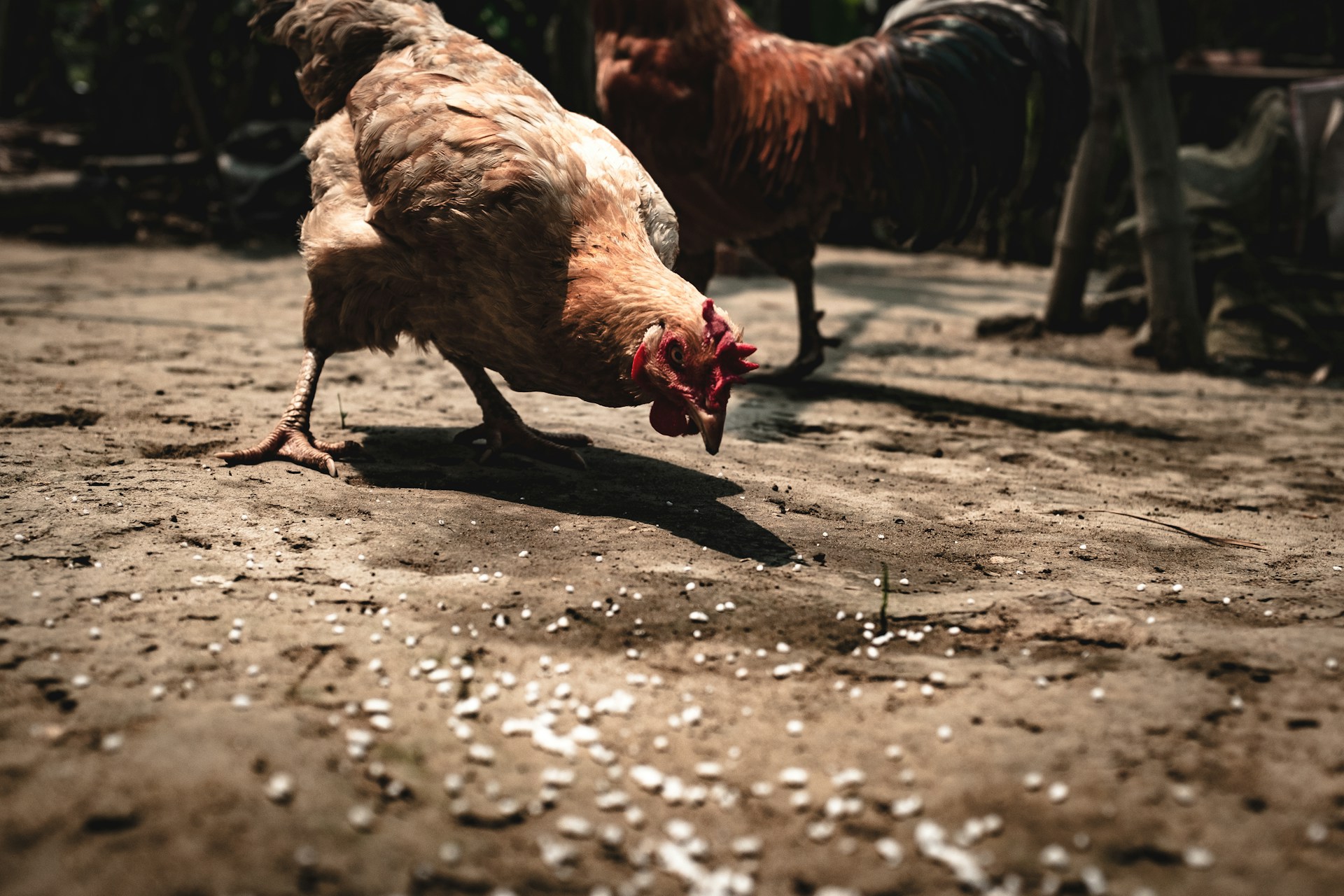 A chicken scratches the dirt. Photo by Jesse Schoff via Unsplash.