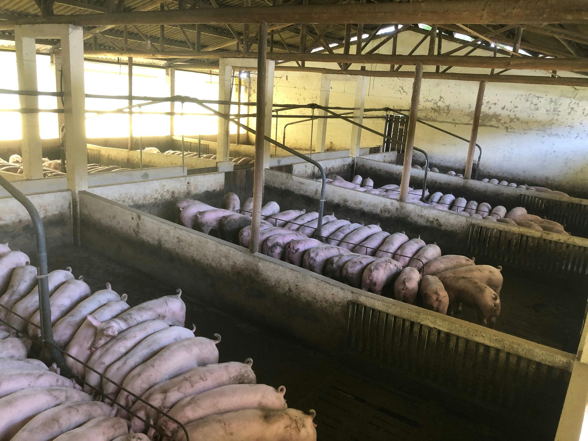 Pigs being fed inside a barn. Photo by Barbara Barbosa via Pexels.