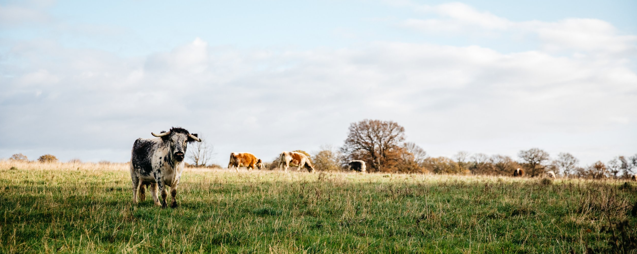 picture of a longhorned cow in a field in the UK, by Alexander Turner