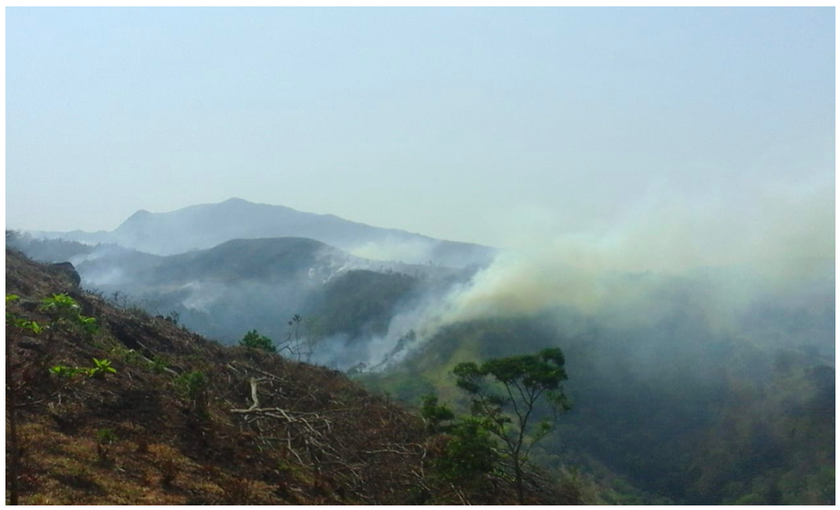 Incendio forestal