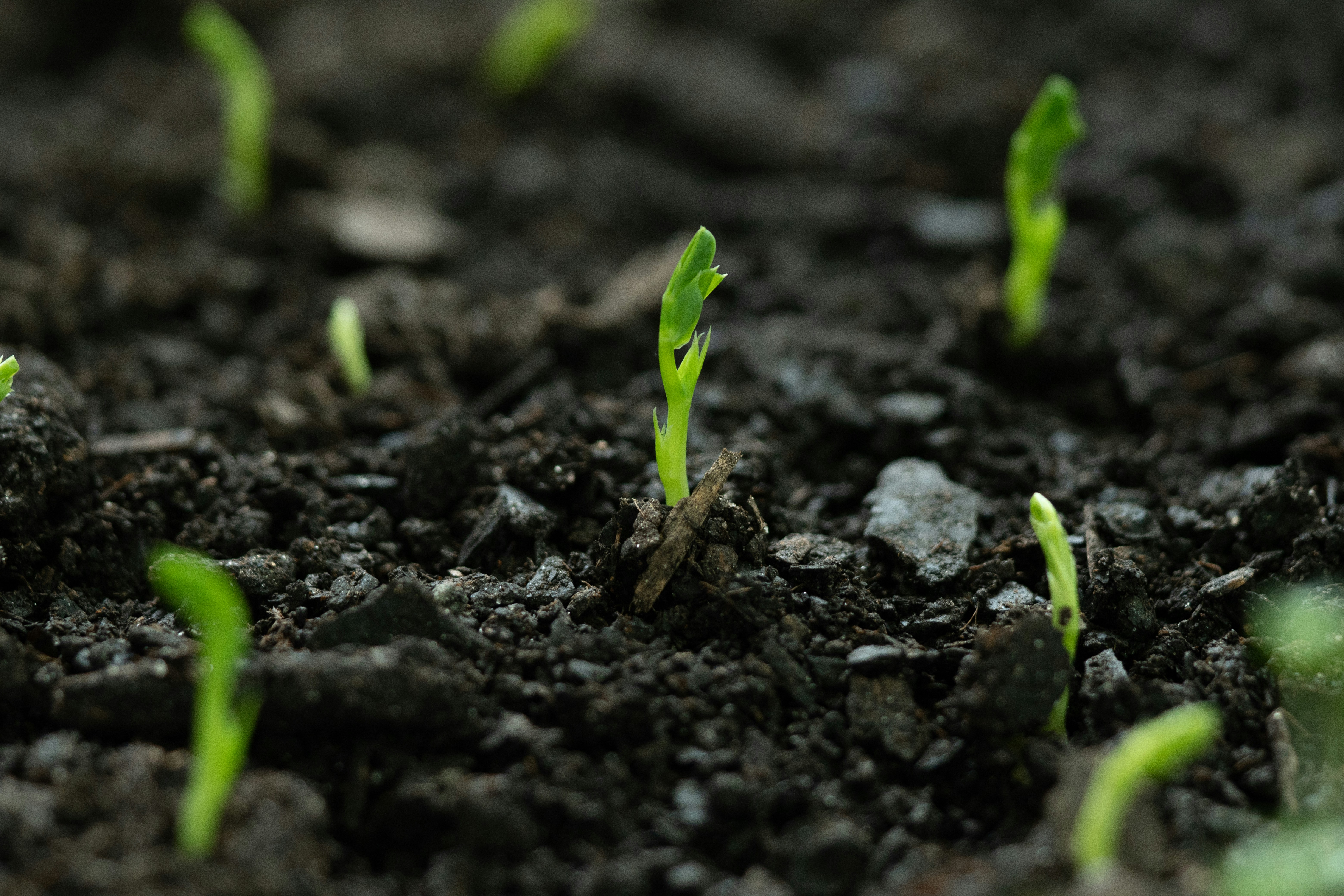 Sprouts in healthy soil