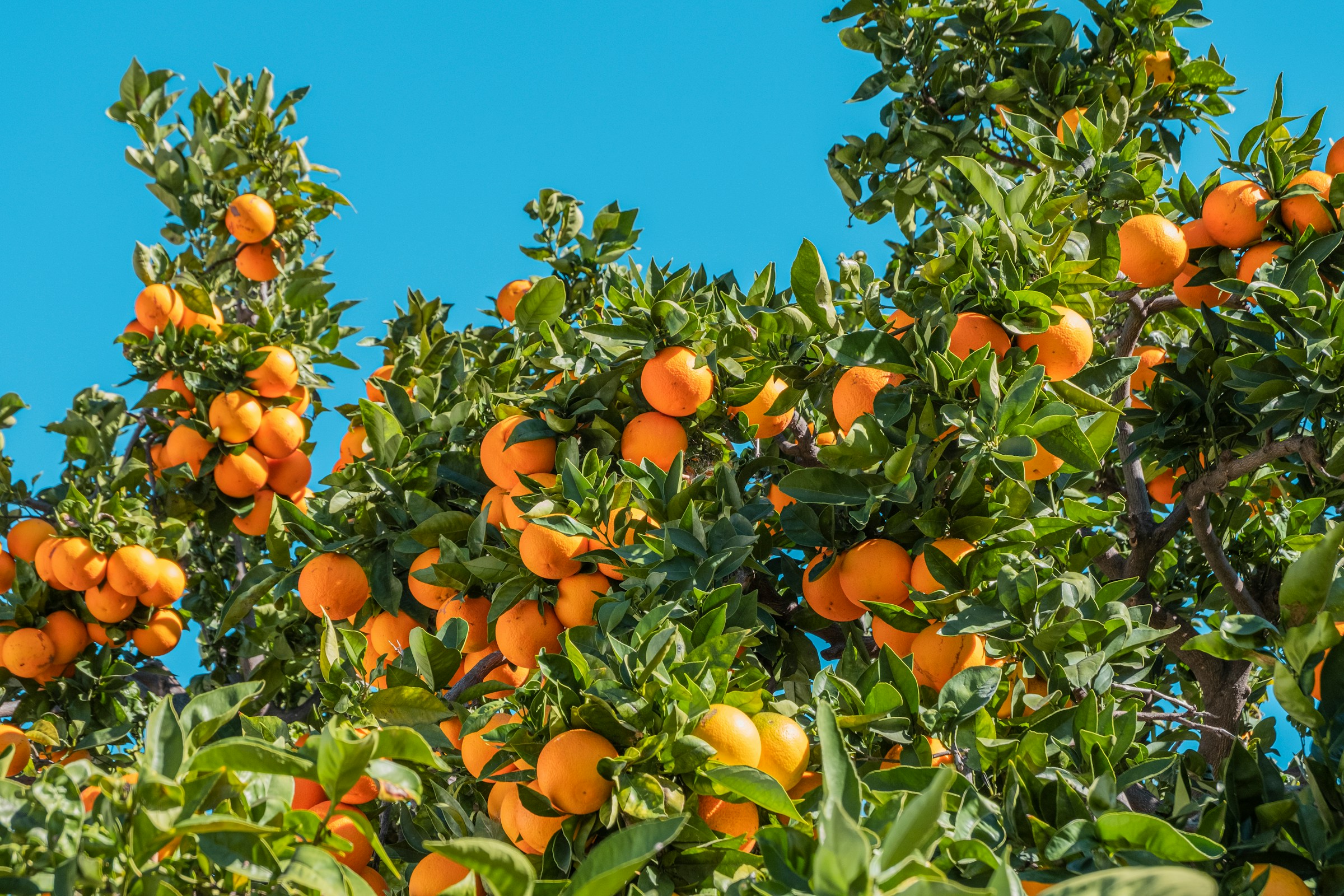 Oranges growing on a tree. Photo by Philippe Gauthier via Unsplash.