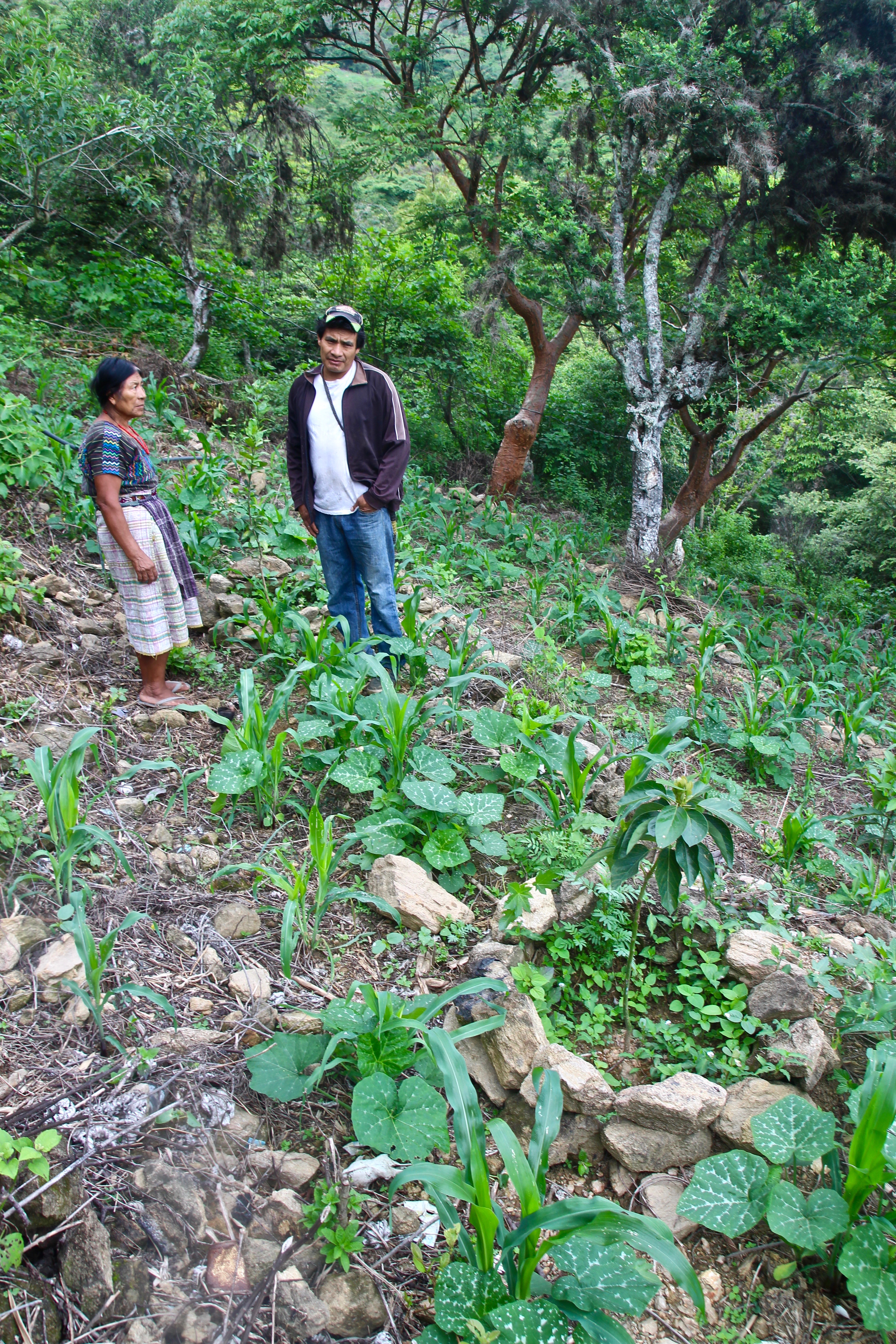 Alfredo Cortez and ACPC member in her organic milpa. Photo courtesy of Nathan Einbinder.