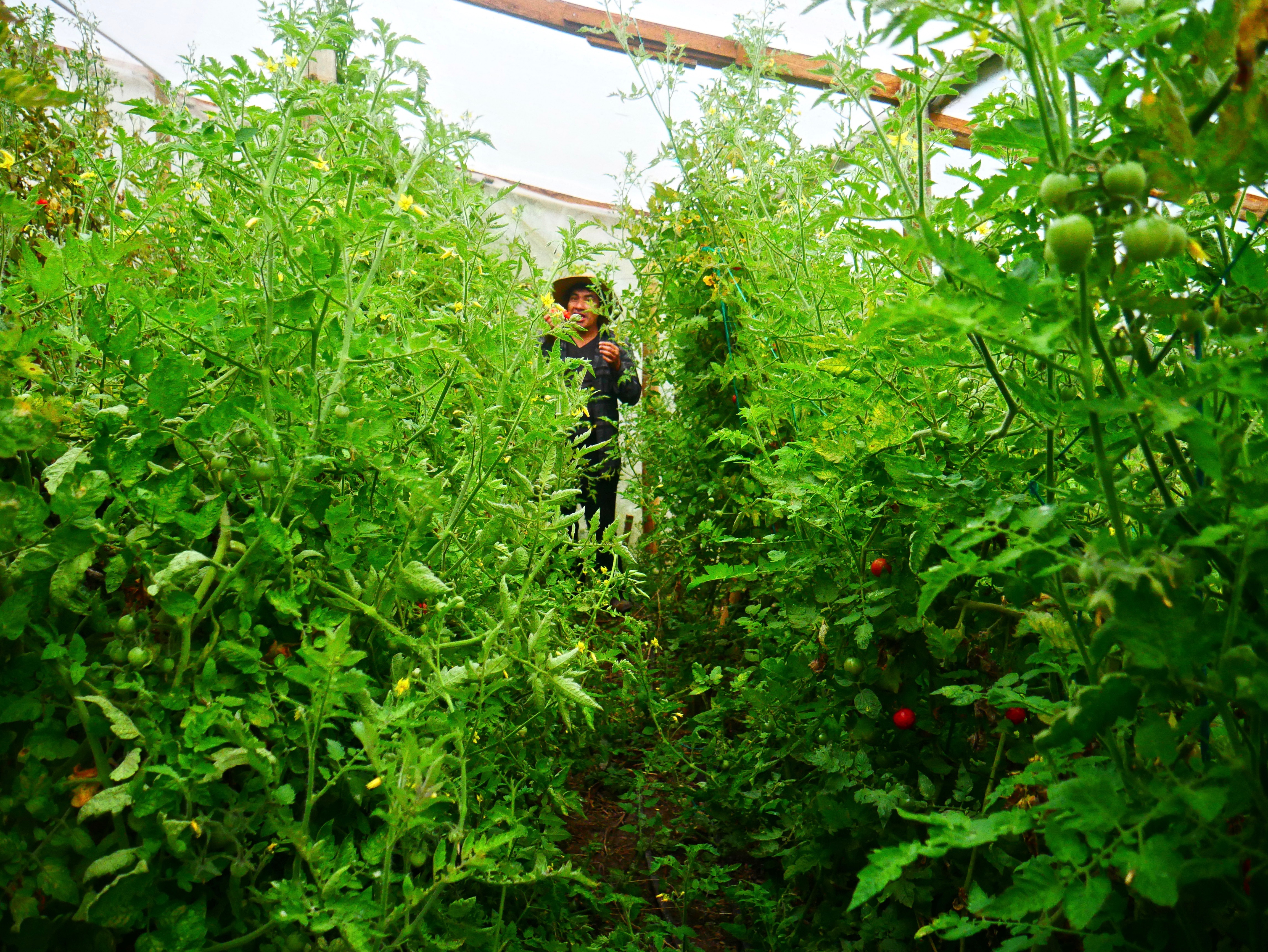 Alfredo Cortez surrounded by organically-grown tomatoes. Photo provided courtesy of Nathan Einbinder.