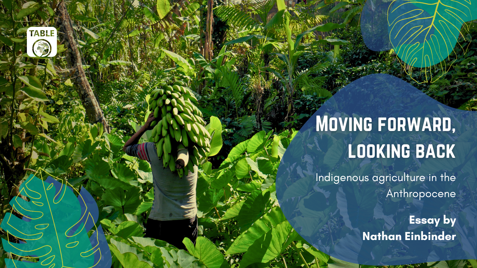 A flyer for the TABLE essay “Moving forward, looking back: Indigenous approaches in the Anthropocene” by Nathan Einbinder. The background is a photo of a farmer carrying a banana raceme on his back, photo provided by Nathan Einbinder.