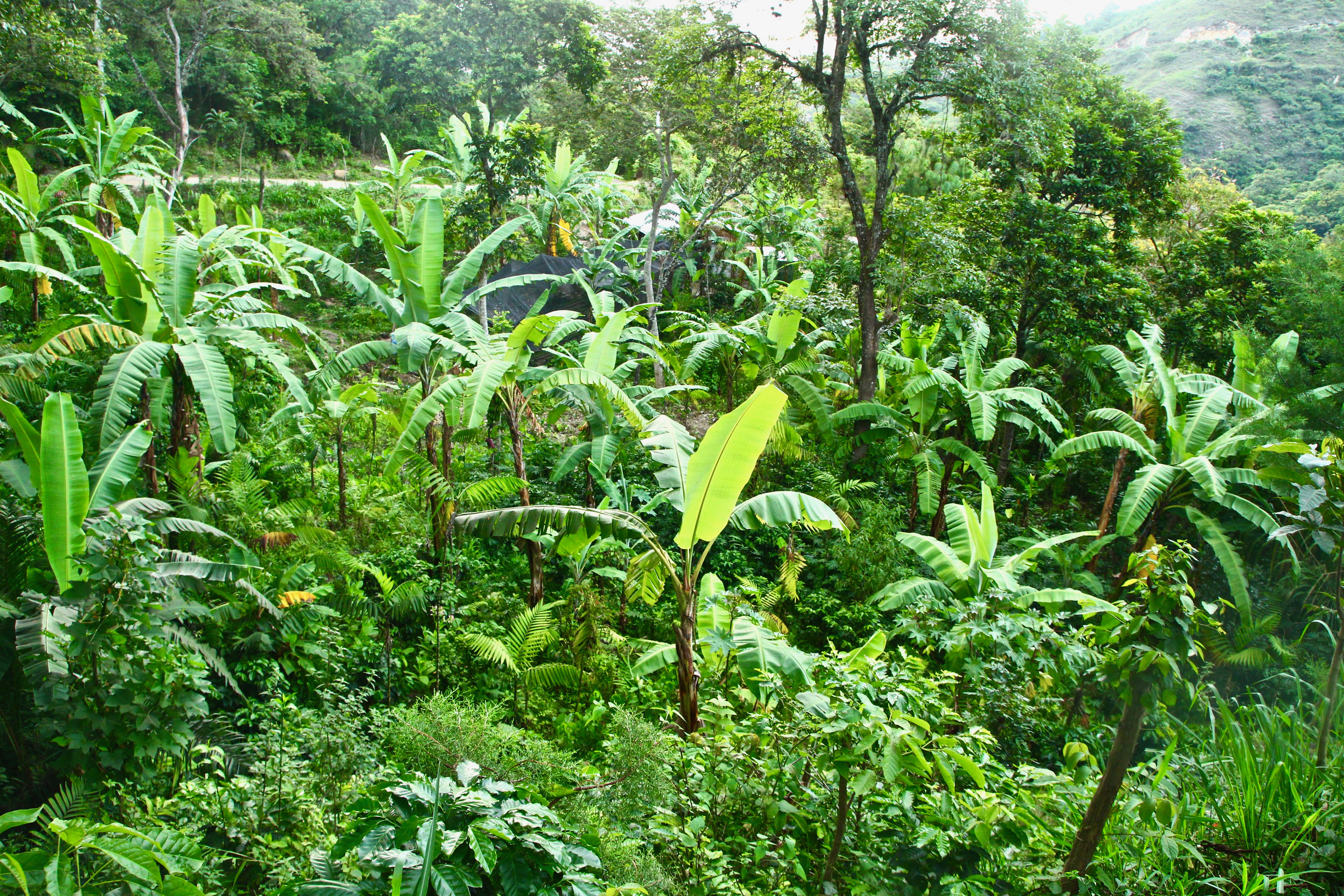 An agroforestry system at Pajaro Verde in Guatemala that produces coffee and different varieties of fruit. Photo provided courtesy of Nathan Einbinder.