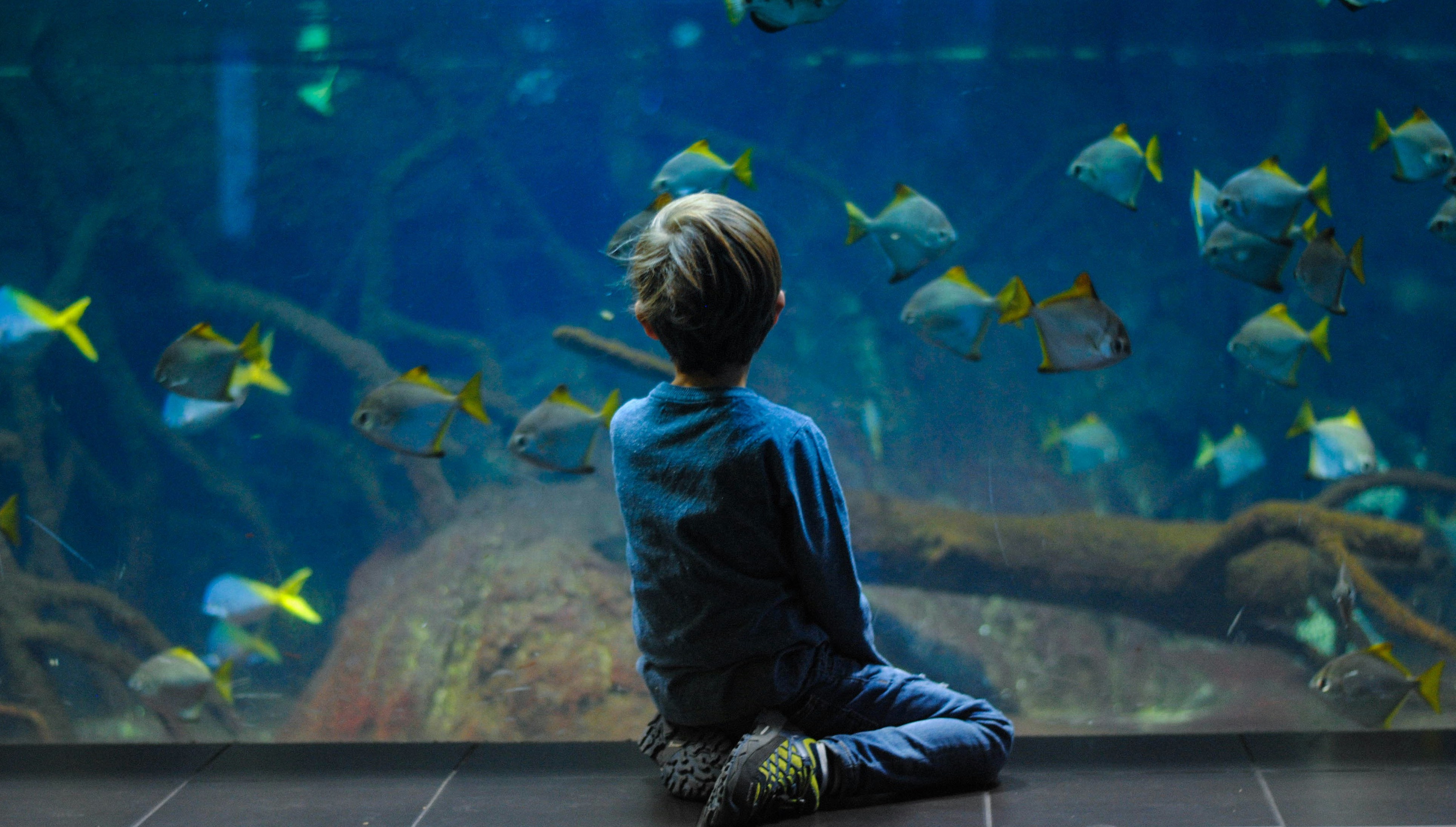 Image of small child sitting in front of aquarium glass, watching fish, by Biljana Martinic