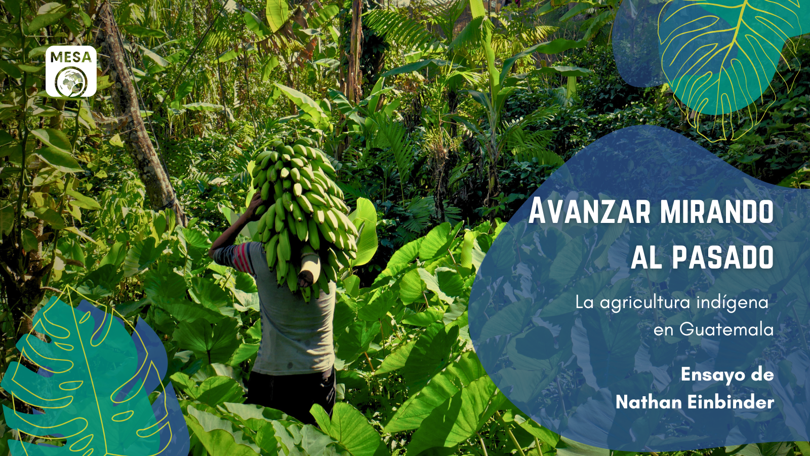 Folleto para el ensayo de TABLE “Avanzar mirando al pasado: la agrícultura indígena en Guatemala” de Nathan Einbinder. El fondo es una foto de un agricultor que lleva un racimo de banano en su espalda, foto proporcionada por Nathan Einbinder.