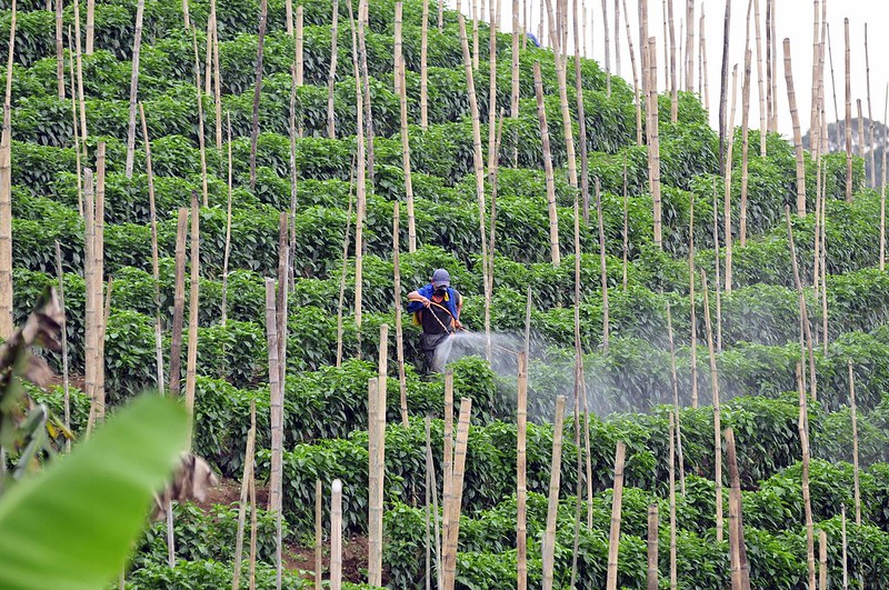 Aspersión de agroquímicos sobre monocultivo