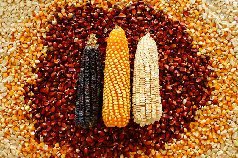 Variedades de maíz