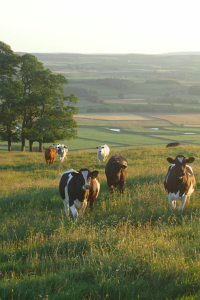 livestock and protein