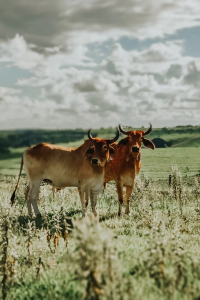 Image: Sergio Souza, Brown cow on the middle of grass field, Unsplash, Unsplash Licence