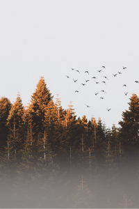 Image: Efdal YILDIZ, Flock of birds, Pexels, Pexels Licence