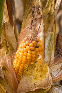 Image: minka2507, Corn on the cob plant, Pixabay, Pixabay Licence