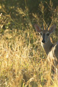 Image: Hans Veth, Common Grey Duiker, Unsplash, Unsplash Licence