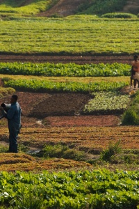 Agroecology