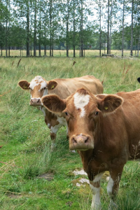 Image: estheri, Cows pasture, Pixabay, Pixabay licence