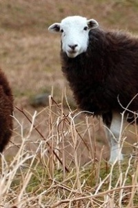 Image: johnrp, Cumbrian sheep Herdwick, Pixabay, Pixabay Licence